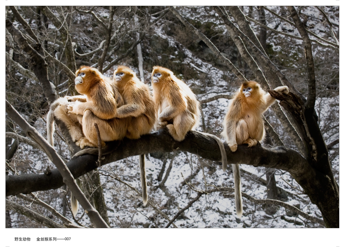 Ұ  ˿ϵ-007 IMG_0688.JPG