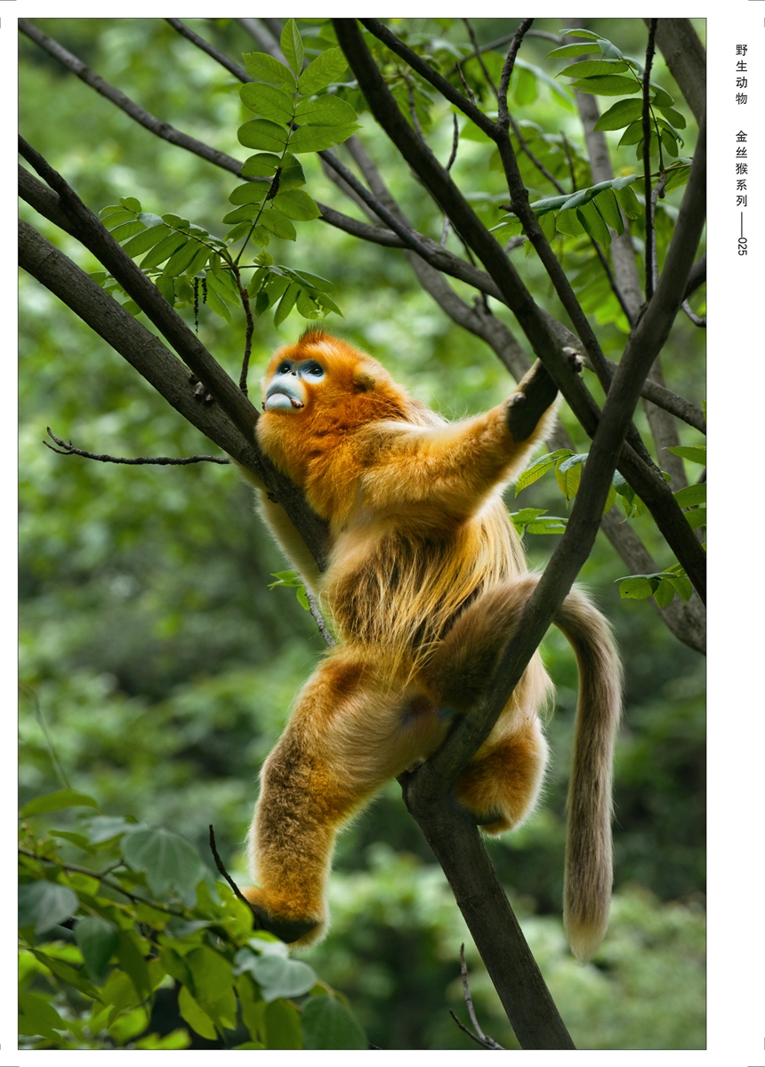 野生动物  金丝猴系列-025 DSC_7025-1.JPG