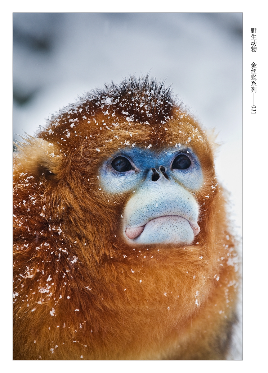 野生动物  金丝猴系列-031  DSC_2647.JPG