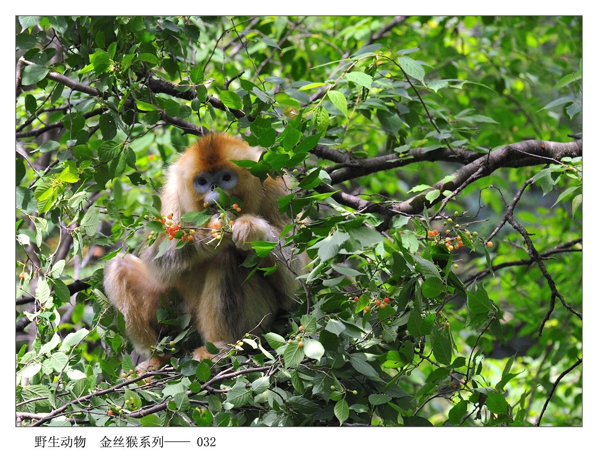 Ұ  ˿ϵ-032   DSC_6515_0028.JPG